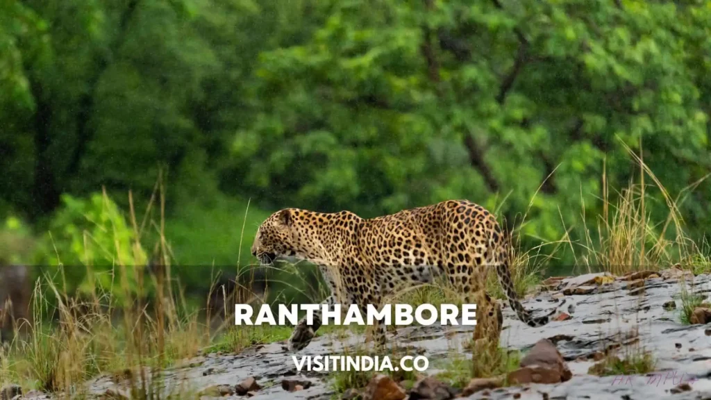 Best Places to Visit in Rajasthan - Ranthambore