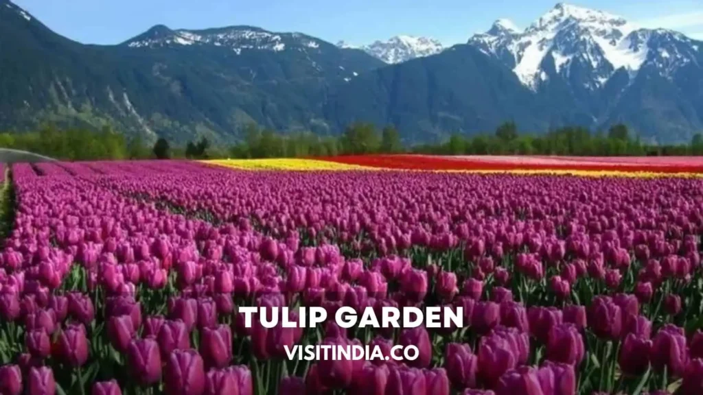 Tulip Garden Srinagar